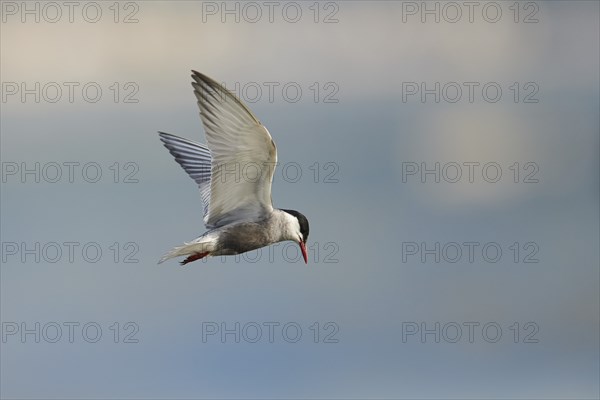 Whiskered tern (Chlidonias hybrida) flying in the sky, hunting, ebro delta, Catalonia, Spain,
