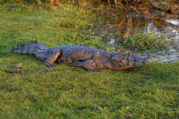 Yacare caiman (Caiman yacare), near Cambyretá, Esteros del Iberá, Corrientes Province, Argentina,