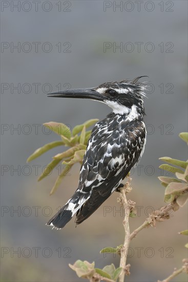 Pied Kingfisher (Ceryle rudis), Serengeti, Tanzania, Africa