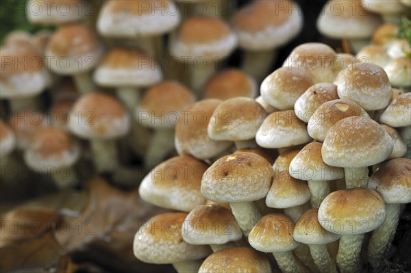 Brick cap (Hypholoma lateritium) Brick Top, Brick Tuft mushrooms