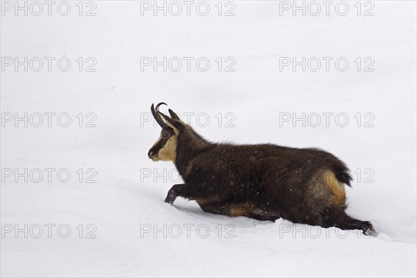 Chamois (Rupicapra rupicapra) female walking in deep snow in winter, Gran Paradiso National Park,