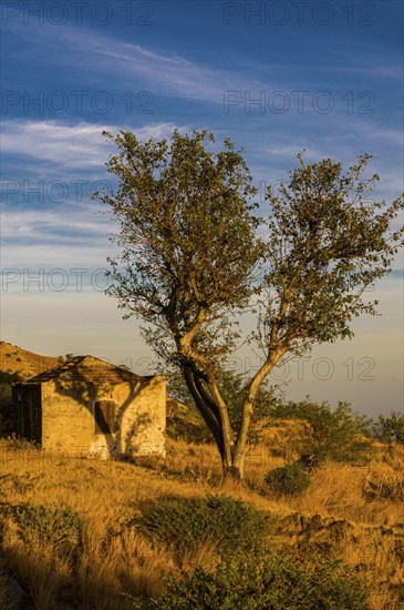Small ruin and tree. Fogo. Cabo Verde. Africa
