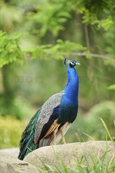 Indian peafowl (Pavo cristatus) standing on the ground, Spain, Europe