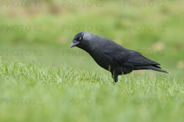 Jackdaw (Corvus monedula) adult bird on a garden lawn, Suffolk, England, United Kingdom, Europe