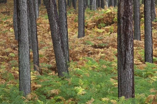 Scots pine (Pinus sylvestris), scots pine, Scots pine, White pine, Whitebark pine, Scots pine and