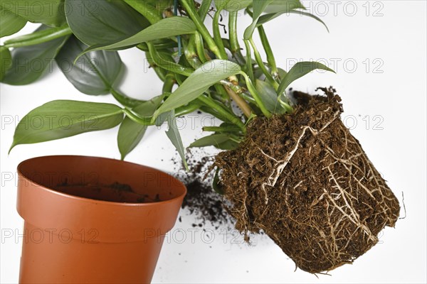 Repotting of plant showing roots in soil shaped like flower pot of exotic houseplant next to empty