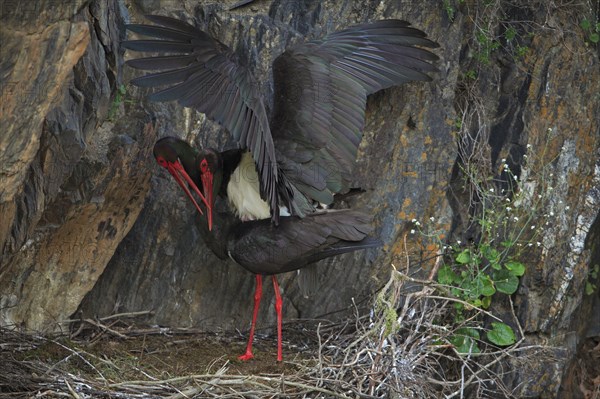 Black Storks (Ciconia nigra), pair at nest, mating, Portugal, Europe