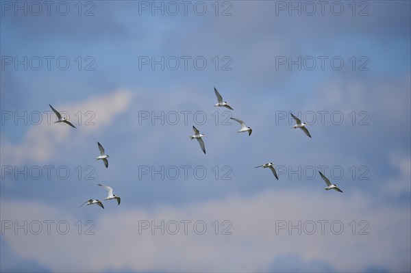 Little terns (Sternula albifrons) flying in the sky, Camargue, France, Europe