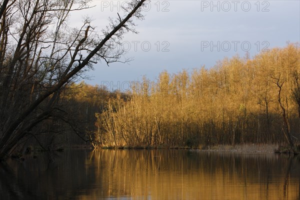 Alder forest in spring shortly after sunrise, Müritz National Park, Mecklenburg-Western Pomerania,