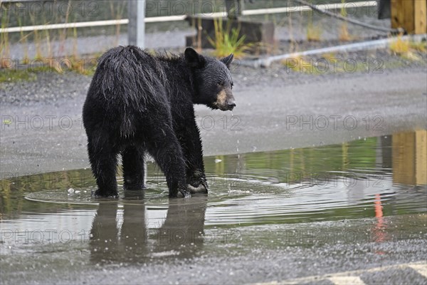 American black bear (Ursus americanus) standing in a puddle of water in a car park, Prince William