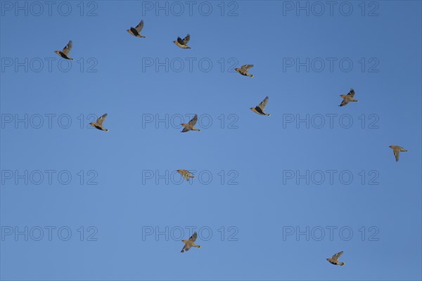 Waxwing (Bombycilla garrulus) twelve adult birds flying in a flock, Suffolk, England, United