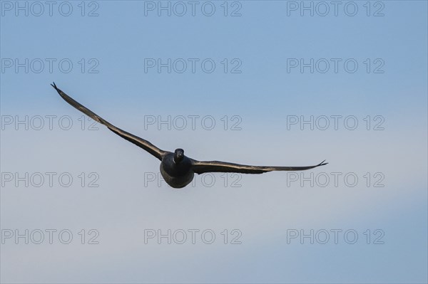 Brent Goose (Branta bernicla), bird in flight over Marshes at winter time