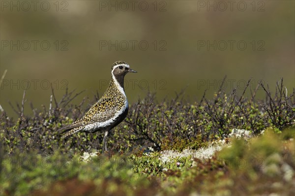 European golden plover (Pluvialis apricaria) in tundra vegetation, Northern Norway, Norway, Europe