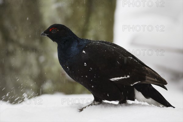 Black Grouse (Tetrao tetrix) male, side