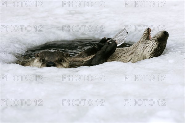 Canadian Otter at icehole, Canadian European otter (Lutra lutra) in icehole