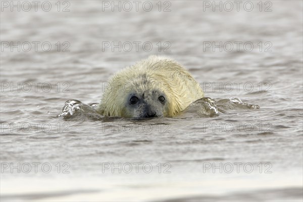 Grey Seal (Halichoerus grypus), young, England