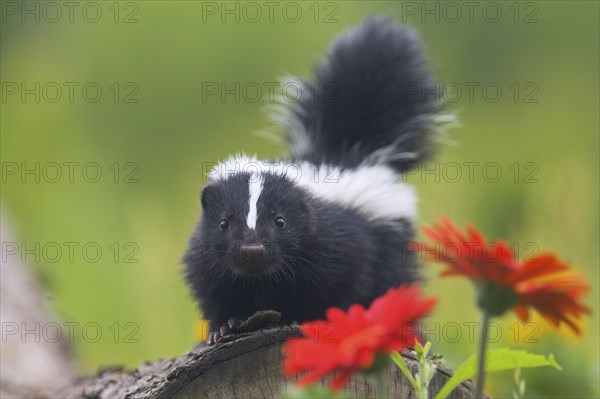 Skunk, juvenile, Striped skunk (Mephitis mephitis)