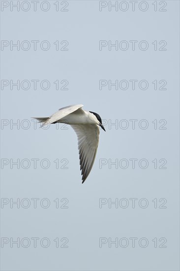 Gull-billed tern (Gelochelidon nilotica) flying in the sky, hunting, ebro delta, Catalonia, Spain,