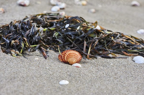 Shellfish and seaweed lying on the beach, "Platja del Fangar", nature reserve, ebro delta,