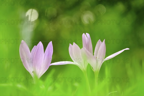Autumn crocus (Colchium speciosum), September, Saxony, Germany, Europe