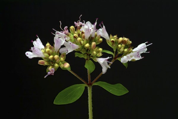 Oregano (Origanum vulgare), true dost, labiates family, used as a spice plant and medicinal herb