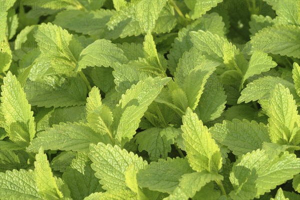 Lemon balm (Melissa officinalis) or melissa, family of the labiates, the foliage leaves, Melissae