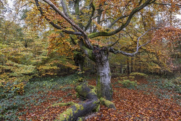 Ancient copper beech (Fagus sylvatica), Hutebuche, Hutewald Halloh, Hesse, Germany, Europe