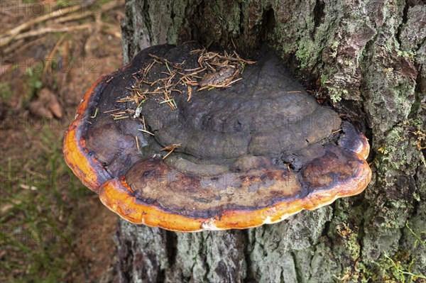 Red banded polypore (Fomitopsis pinicola), tree fungus, Harz National Park, Lower Saxony, Germany,