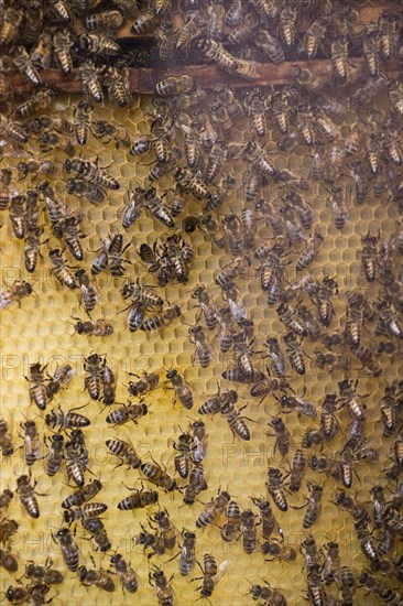 Honey bees (Apis mellifera) on honeycombs in a beehive, Lower Saxony, Germany, Europe