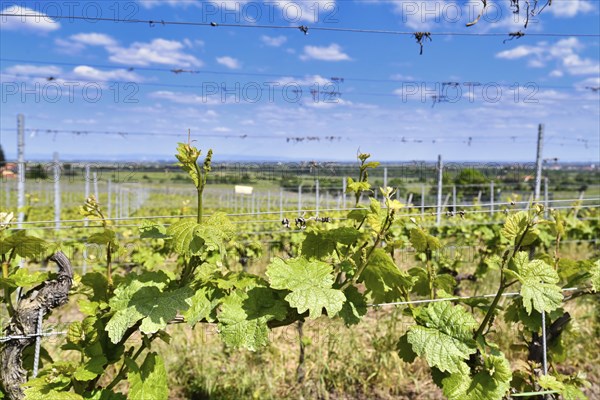 Vineyards in Rhineland-Palatinate, Germany, Europe