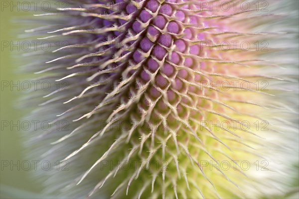 Wild teasel (Dipsacus fullonum), inflorescence in front of flowering, close-up, North