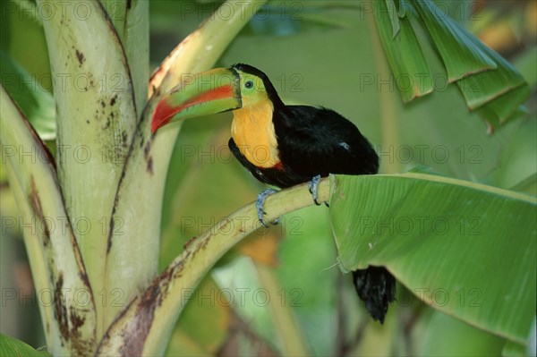 Keel-billed Toucan (Ramphastos sulfuratus), Roatan, Honduras, Central America