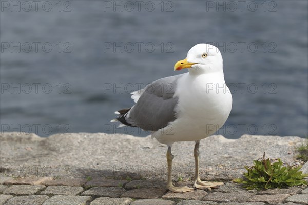European herring gull (Larus argentatus) Old bird on the water, Southern Sweden, Sweden,