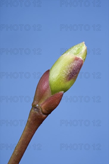 Common tilia × europaea (Tilia vulgaris) bud and emerging leaf