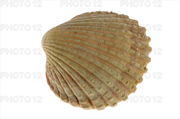 Prickly cockle (Acanthocardia echinata), Prickly cockles, Other animals, Shells, Animals, Molluscs,