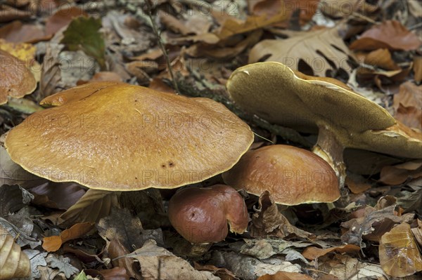 Jersey cow mushroom (Suillus bovinus) showing underside