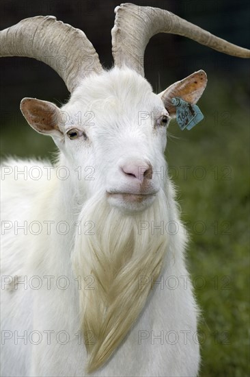 Portrait of white domestic goat (Capra hircus) buck with earmark at farm