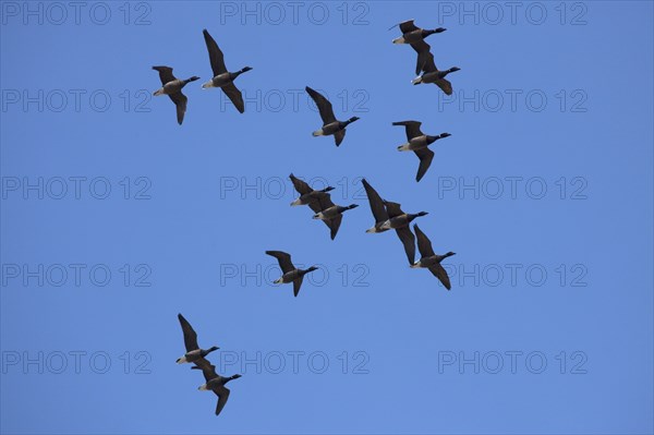 Brant goose (Branta bernicla) in flight, the Wadden Sea, Germany, Europe