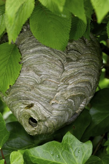 Nest of the European european hornet (Vespa crabro) in a tree