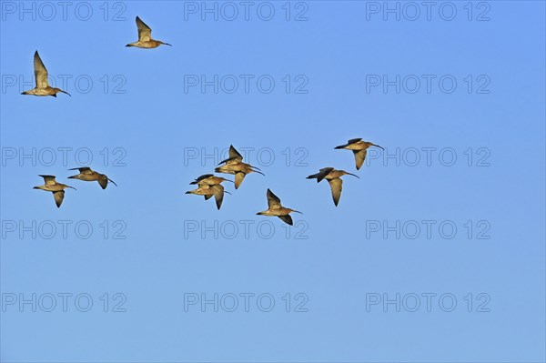 Eurasian curlew, Curlews, Animals, Birds, Waders, Eurasian curlews (Numenius arquata) flock in