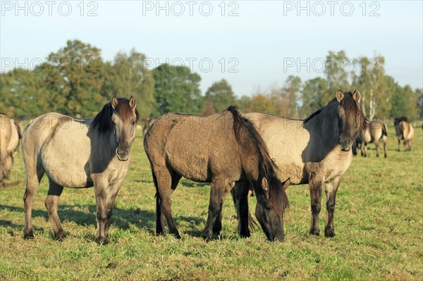 Dülmen wild horses, Merfelder Bruch, Dülmen, North Rhine-Westphalia, Dülmen wild horse, Germany,