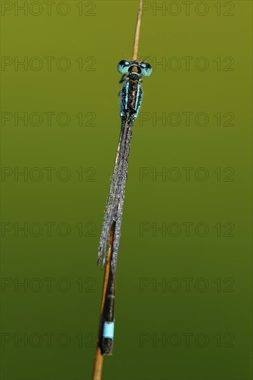 Large damselfly, dewdrop, North Rhine-Westphalia, Germany, Europe