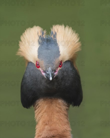 Horned Grebe (Podiceps auritus), animal portrait, direct view, Västergotland, Sweden, Europe