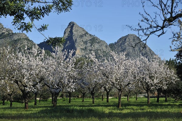 Flowering Almond trees (Prunus dulcis), Tramuntana Mountains, Majorca, Balearic Islands, Spain,