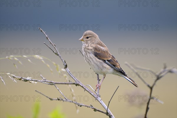 Linnet, young bird, Dingdener Heide nature reserve, North Rhine-Westphalia, Germany, Europe