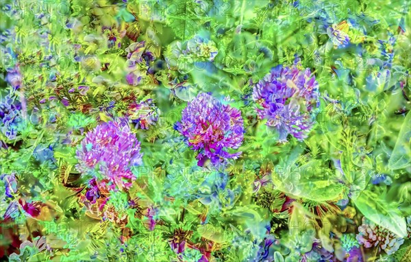 Clover (Trifolium), wildflower meadow, oil painting-like shot, purple flowers creative, different