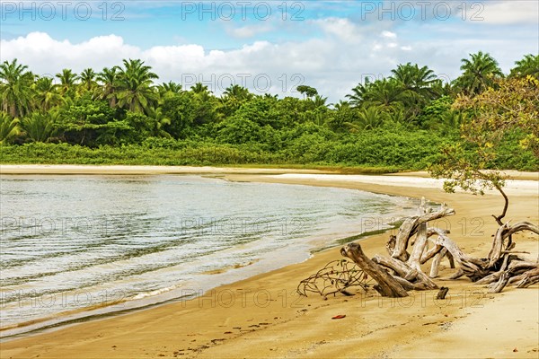 Mangrove vegetation on the edge of the beach surrounded by coconut trees in Serra Grande on the