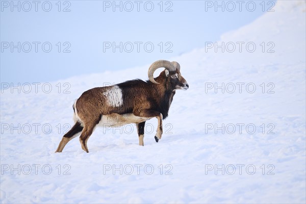 European mouflon (Ovis aries musimon) ram on a snowy meadow in the mountains in tirol, Kitzbühel,