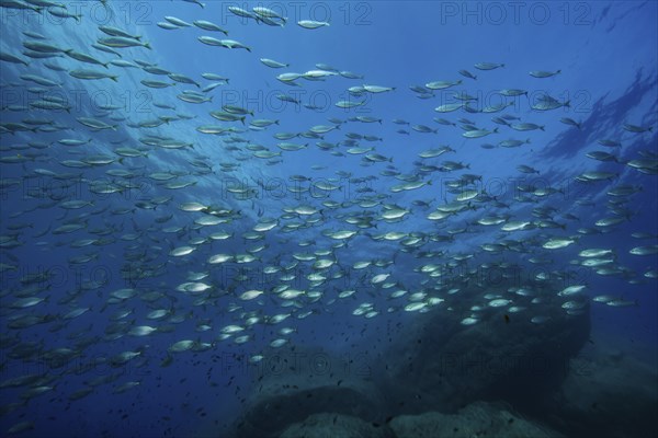 Large shoal of food fish Gilthead (Sarpa salpa) Gilthead seabream circling rocky reef,