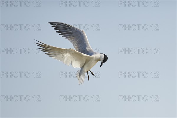 Gull-billed tern (Gelochelidon nilotica) flying in the sky, hunting, ebro delta, Catalonia, Spain,